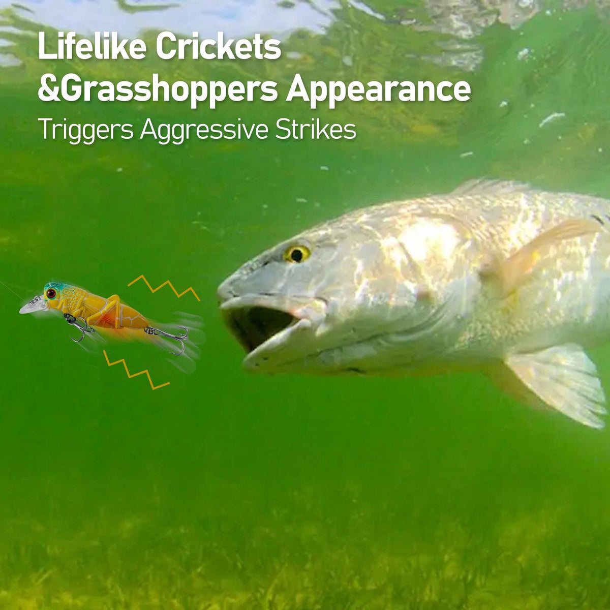 Dr.Fish 5pcs Grasshopper Crankbait Topwater Fishing Lures 2.87-3.85’â€?0.14-0.35oz - Dr.Fish Tackles