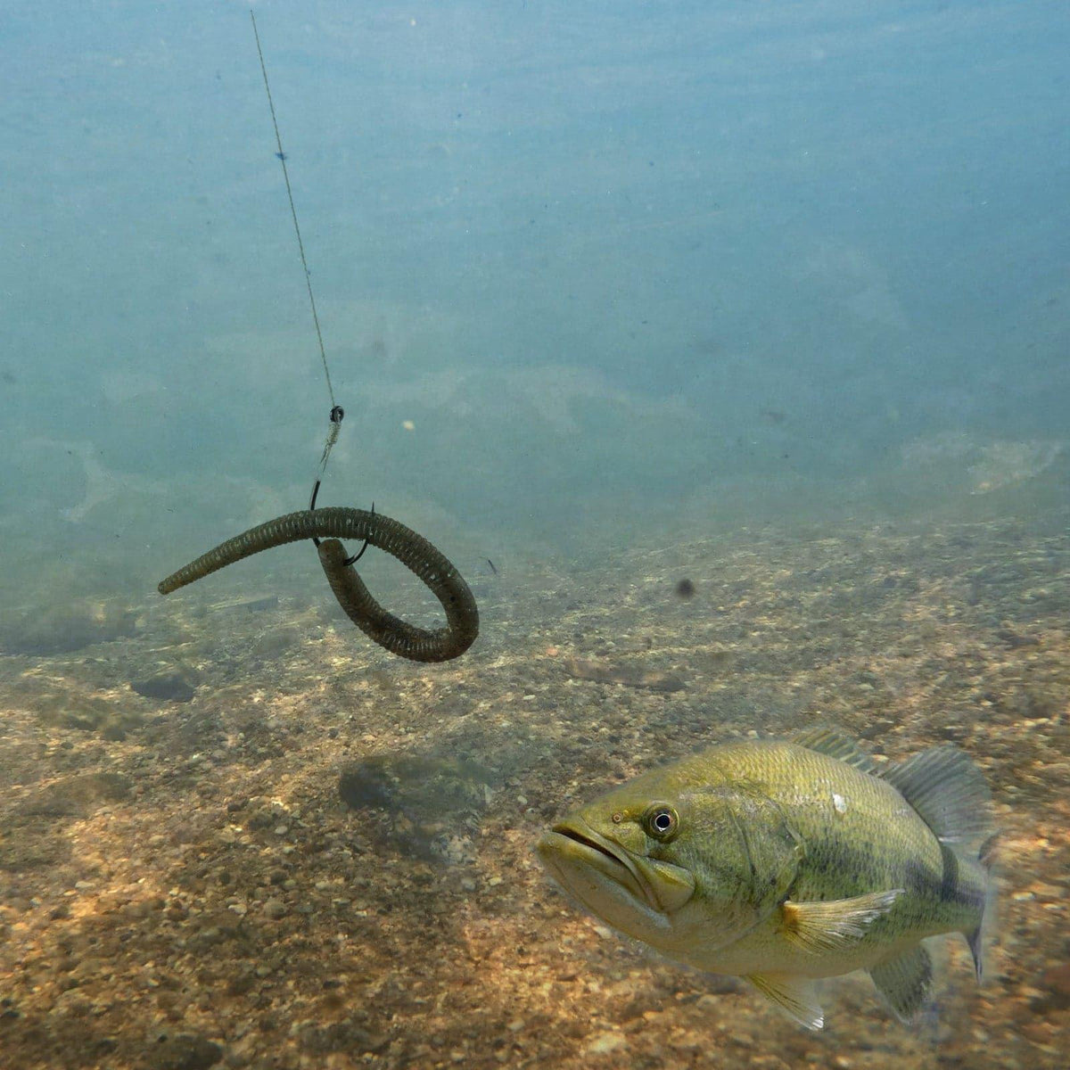 Dr.Fish 50pcs Drop Shot Hooks #2 to 3/0 - Dr.Fish Tackles