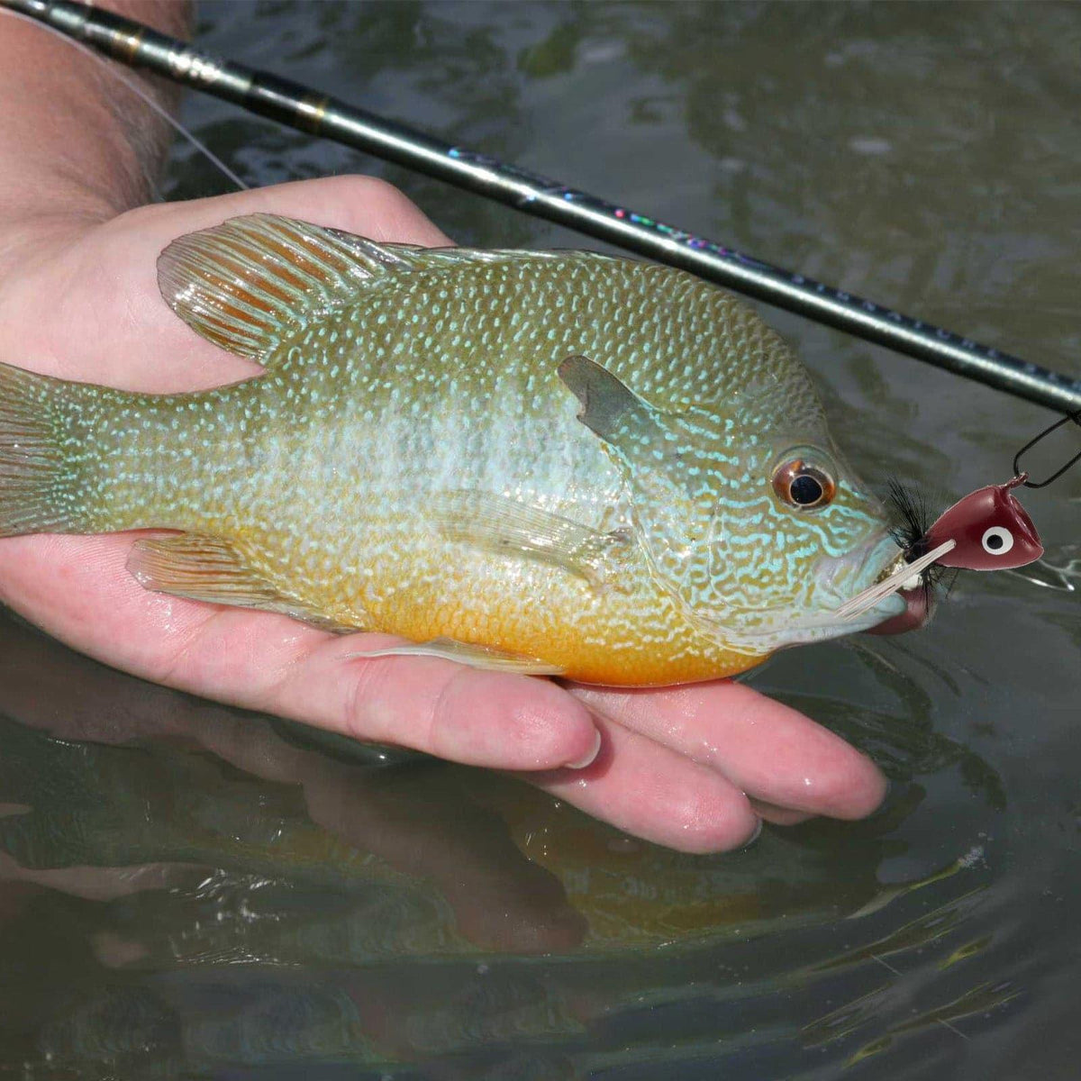 Dr.Fish 5/10pcs Fly Fishing Poppers Kit - Dr.Fish Tackles
