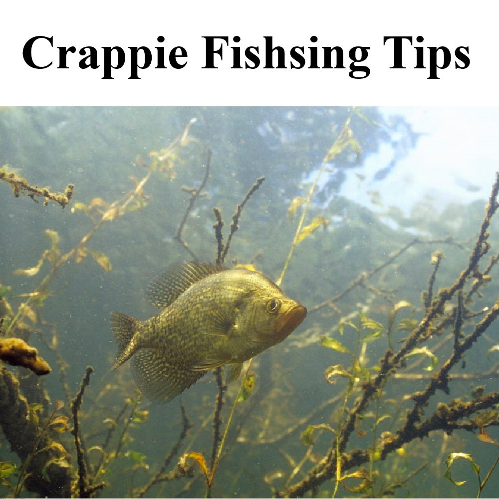 How to Catch a Crappie? Essential Tips to Catch Crappie