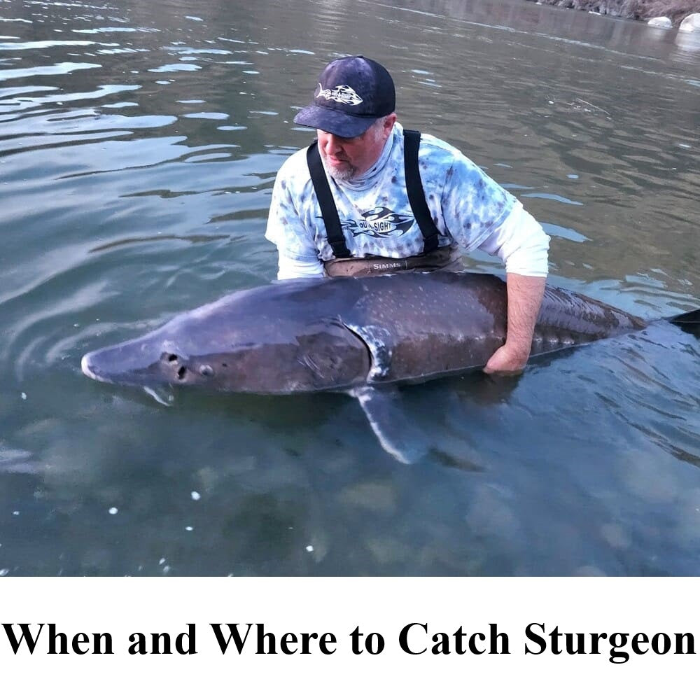 When and Where to Catch Sturgeon & Powerful Sturgeon Fishing Reel You Should Have