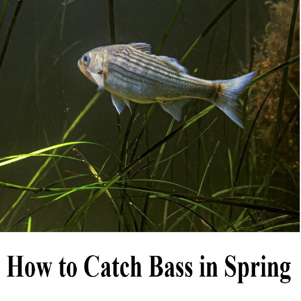 Spring Fishing bass_fishing_in_spring.jpg?v=1741159004&width=1024