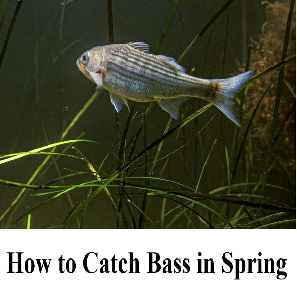 How to Catch Bass in the Spring?