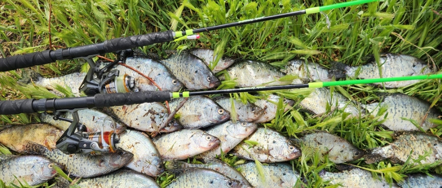 An Interview with a Crappie Fishing Expert: Top Tips for Crappie 2024