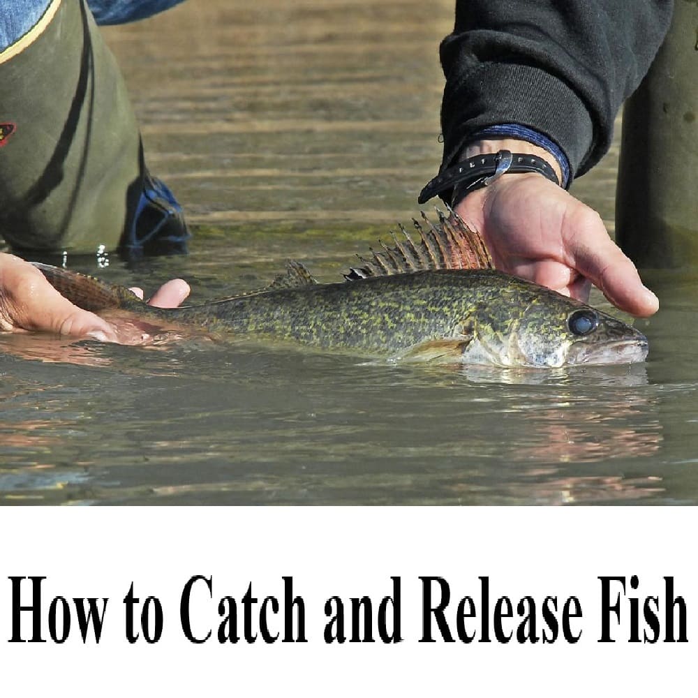 Effective Tips for Catch and Release Fishing