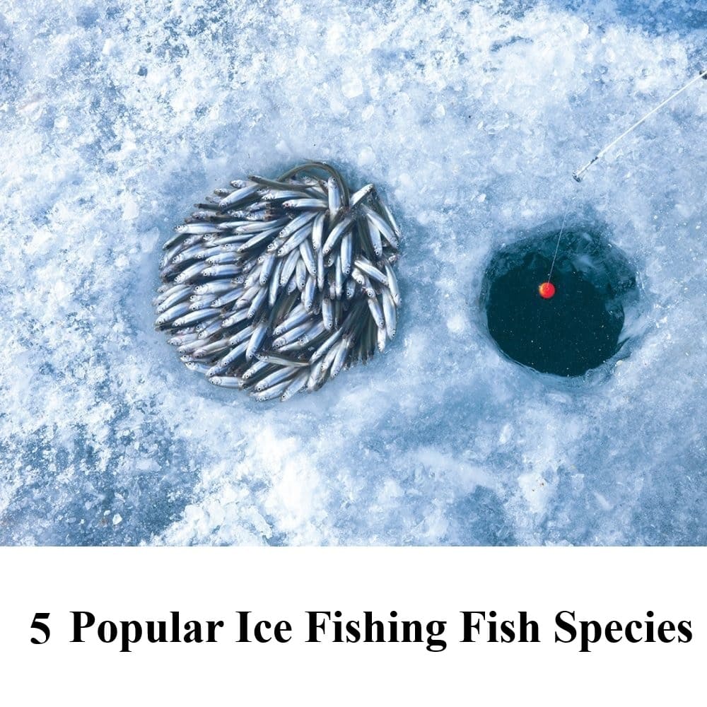 5 Popular Ice Fishing Fish Species & Ice Fishing Rod and Reel Combo