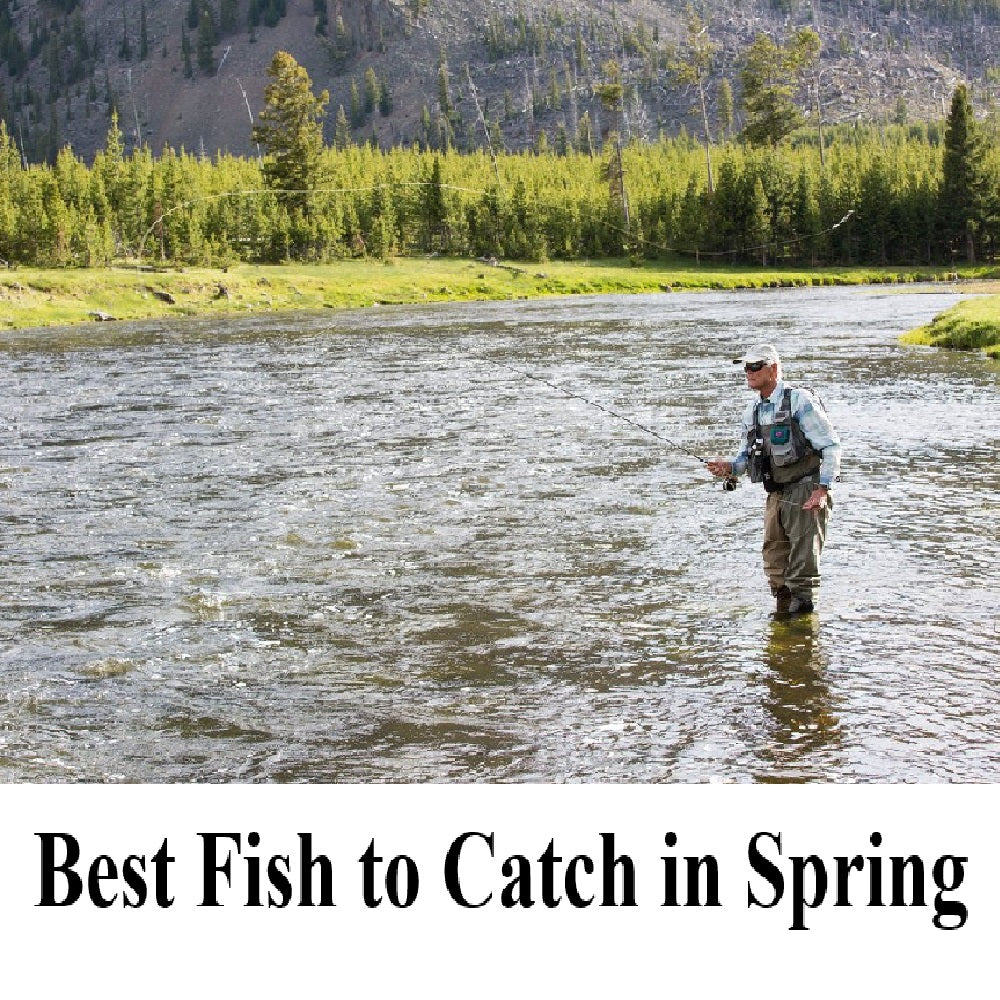 5 Best Fish to Catch in Spring