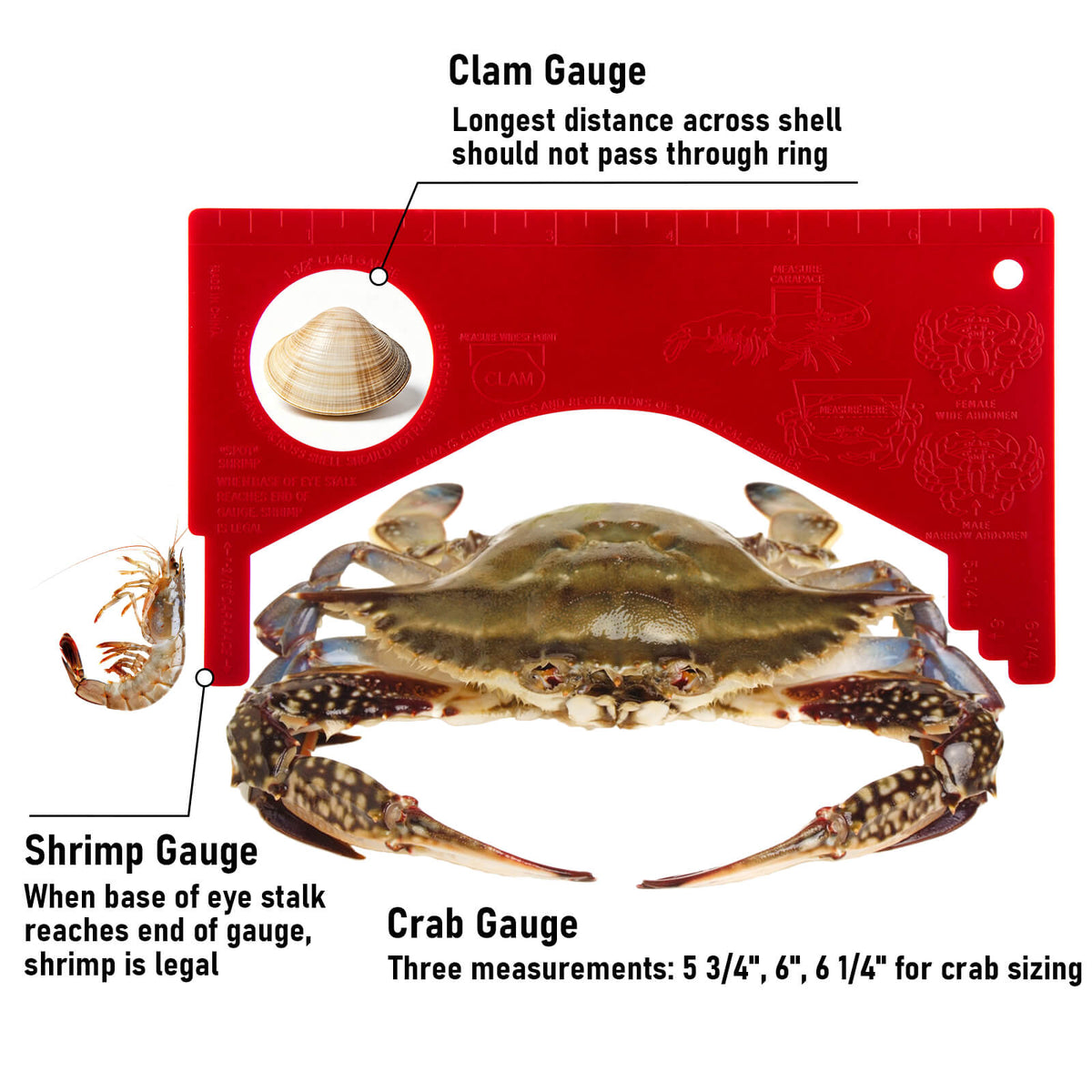 Dr.Fish Crab and Lobster Gauge (2)