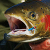 Dr.Fish 30pcs Fly Tying Dumbbell Eyes